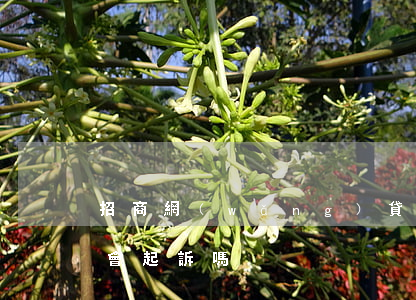 招商網(wǎng)貸欠三萬(欠招商3萬多會起訴嗎)