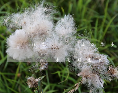 招商臨時額度逾期多久打電話到家-招商臨時額度逾期怎么辦