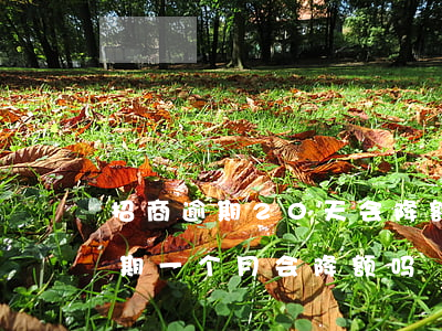 招商逾期20天会降额封卡吗（招商信用卡逾期一个月会降额吗）