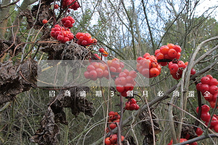 招商逾期3個月必須還全款