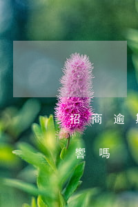 招商逾期一年后還款(招商貸款逾期1天有影響嗎)