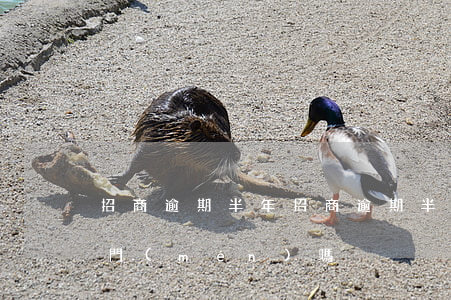 招商逾期半年 招商逾期半年會(huì)上門(mén)嗎