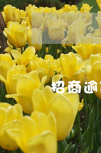 招商逾期后重新下卡（招商信用卡逾期移交后臺）