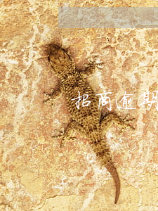 招商逾期四年(招商逾期四年怎么辦)