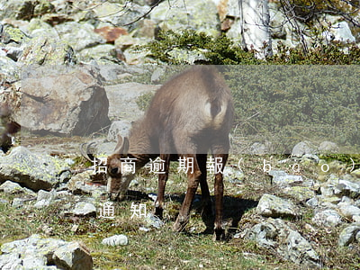 招商逾期報(bào)警起訴(招商逾期立案通知)