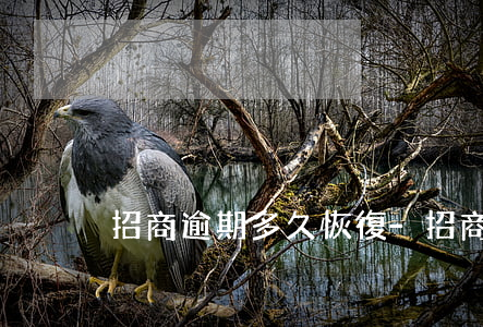 招商逾期多久恢復-招商逾期了怎么辦