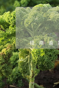 招商逾期幾個月還清后(招商逾期4個月)
