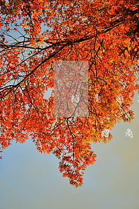 招商逾期法務(wù)部打電話說上訴華夏-招商逾期法務(wù)部打電話說上訴華夏銀行了