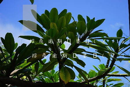 招商逾期說要聯(lián)系公公婆婆-招商逾期說要聯(lián)系公公婆婆