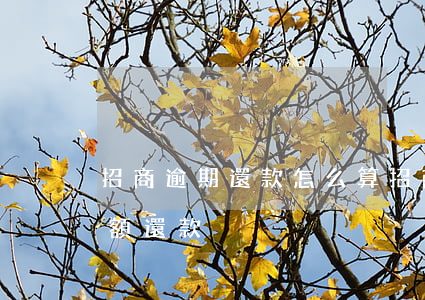 招商逾期還款怎么算(招商逾期一個月要求全額還款)