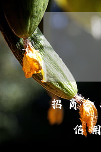 招商金葵花信用卡逾期多久(招商銀行金葵花辦信用卡)