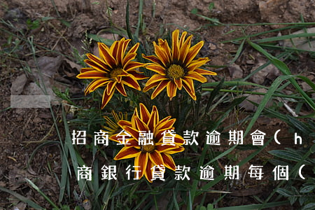 招商金融貸款逾期會(huì)被起訴嗎(招商銀行貸款逾期每個(gè)月還點(diǎn)會(huì)不會(huì)被起訴)