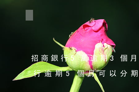 招商銀行5萬逾期3個月了會不會被起訴?（招行逾期5個月可以分期嗎）