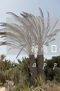 招商銀行app拍拍貸還款方式-招商銀行app拍拍貸還款方式是什么