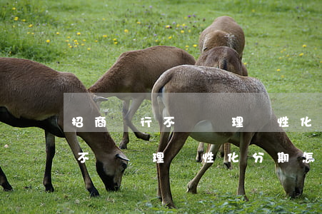 招商銀行不給辦理個性化分期怎么辦-招行不給辦理個性化分期怎么辦?
