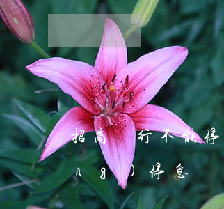 招商銀行不能停息掛賬(招行可以申請(qǐng)停息掛賬嗎?)