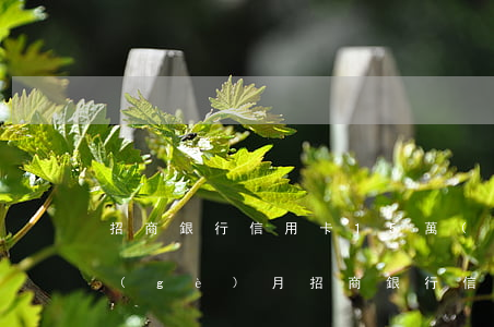招商銀行信用卡15萬(wàn)逾期三個(gè)月(招商銀行信用卡14萬(wàn)逾期)