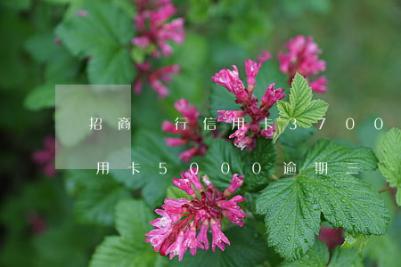 招商銀行信用卡37000逾期(招商銀行信用卡5000逾期三個月要起訴我真的么)