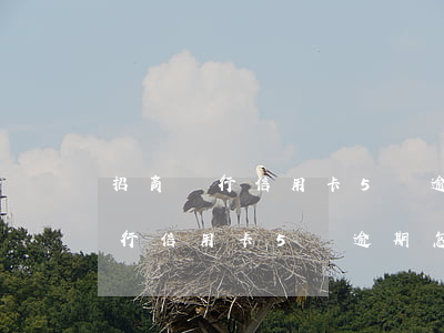 招商銀行信用卡5萬逾期怎么辦了-招商銀行信用卡5萬逾期怎么辦了呢