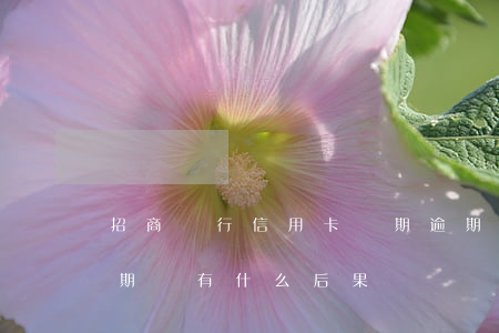 招商銀行信用卡兩期逾期(招商銀行信用卡逾期會有什么后果)