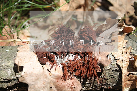 招商銀行信用卡協(xié)商分期還款政策-招商銀行信用卡協(xié)商分期還款政策是什么