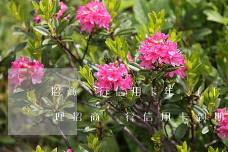 招商銀行信用卡年費(fèi)逾期如何處理(招商銀行信用卡 到期)