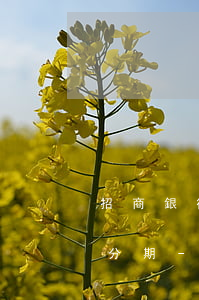 招商銀行信用卡怎么協(xié)商個性化分期-招商銀行信用卡協(xié)商個性化分期政策