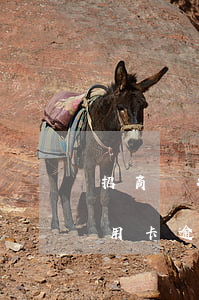 招商銀行信用卡有逾期記錄嗎-招商銀行 信用卡 逾期