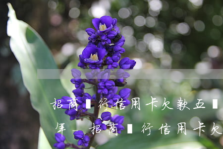 招商銀行信用卡欠款五萬(wàn)逾期一年-招商銀行信用卡欠款五萬(wàn)逾期一年會(huì)怎么樣