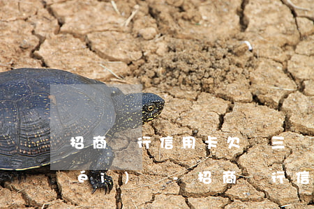 招商銀行信用卡欠滿三個(gè)月沒(méi)還-招商銀行信用卡欠滿三個(gè)月沒(méi)還會(huì)怎么樣