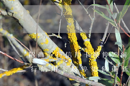 招商銀行信用卡被停如何重新開通-招商銀行信用卡被停如何重新開通賬戶