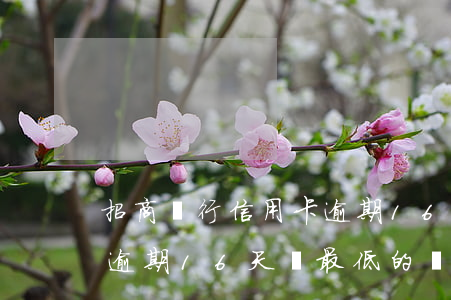 招商銀行信用卡逾期16天(招商銀行信用卡逾期16天還最低的還可以使用嗎)