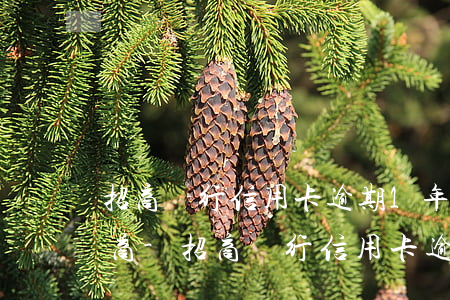 招商銀行信用卡逾期1年怎么協(xié)商-招商銀行信用卡逾期1年怎么協(xié)商還款