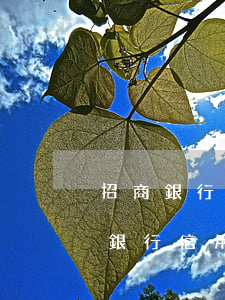 招商銀行信用卡逾期22萬(wàn)(招商銀行信用卡3000逾期一年現(xiàn)在還多少)