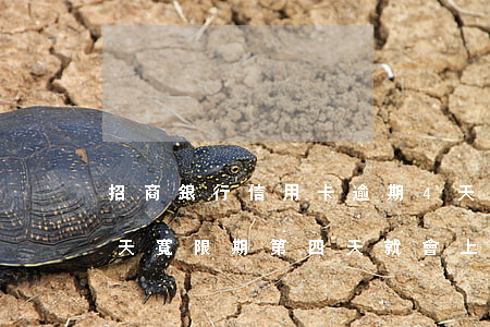 招商銀行信用卡逾期4天上征信(招商銀行3天寬限期,第四天就會上報征信嗎)