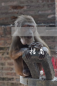 招商銀行信用卡逾期5天會(huì)爆通訊錄嗎-招商銀行信用卡逾期5天會(huì)爆通訊錄嗎?