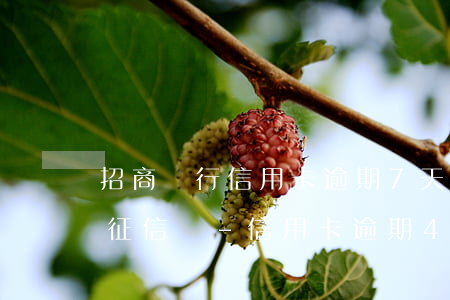 招商銀行信用卡逾期7天會(huì)影響征信嗎-信用卡逾期4到5天沒事吧