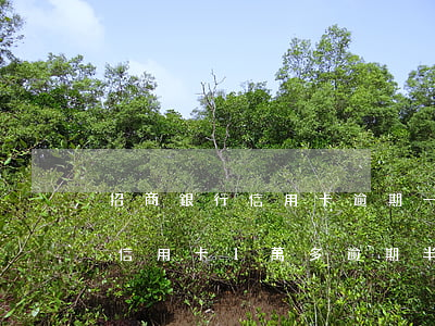 招商銀行信用卡逾期一個月小額(欠招商銀行信用卡1萬多逾期半年多)
