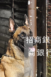 招商銀行信用卡逾期了一個月會怎么樣-招商銀行信用卡逾期了一個月會怎么樣嗎