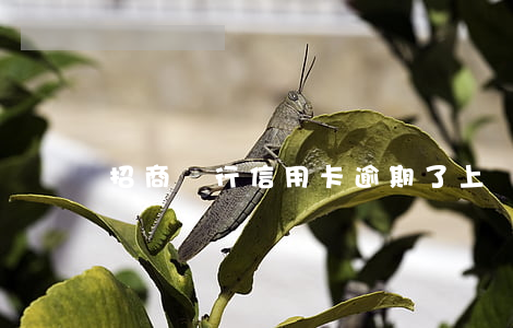 招商銀行信用卡逾期了上門(招商信用卡 逾期)