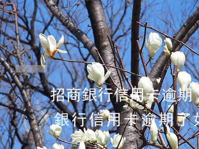 招商銀行信用卡逾期了如何恢復征信-招商銀行信用卡逾期了如何恢復征信記錄