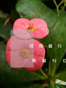 招商銀行信用卡逾期二萬(wàn)二年(招商銀行信用卡8萬(wàn)逾期2年了)