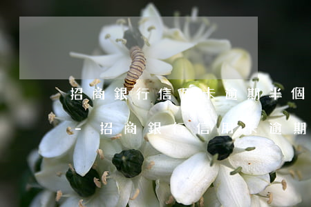 招商銀行信用卡逾期半個月被凍結還能用么-招商銀行信用卡逾期半個月被凍結還能用么