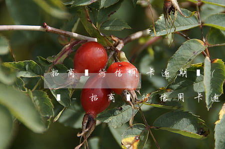 招商銀行信用卡逾期協(xié)商還款電話-招商銀行信用卡逾期協(xié)商還款電話是多少