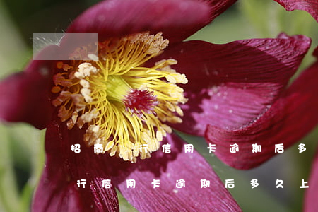 招商銀行信用卡逾期后多久上征信-招商銀行信用卡逾期后多久上征信啊
