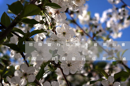 招商銀行信用卡逾期后會(huì)被起訴嗎-招商銀行信用卡逾期后會(huì)被起訴嗎知乎