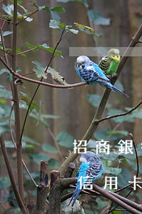 招商銀行信用卡逾期四天了(有沒有招商銀行信用卡逾期的)
