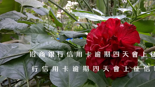 招商銀行信用卡逾期四天會上征信-招商銀行信用卡逾期四天會上征信嗎?