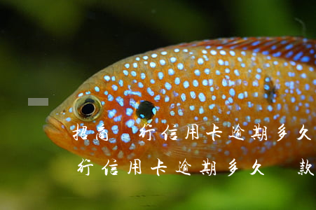招商銀行信用卡逾期多久還款正常-招商銀行信用卡逾期多久還款正常使用