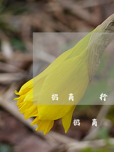 招商銀行信用卡逾期幾天不會(huì)影響(招商銀行卡逾期會(huì)怎么樣)